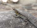 Unidentifed Lizard